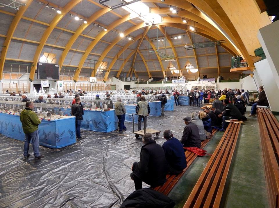 Galambkiállítás a harkányi sportcsarnokban